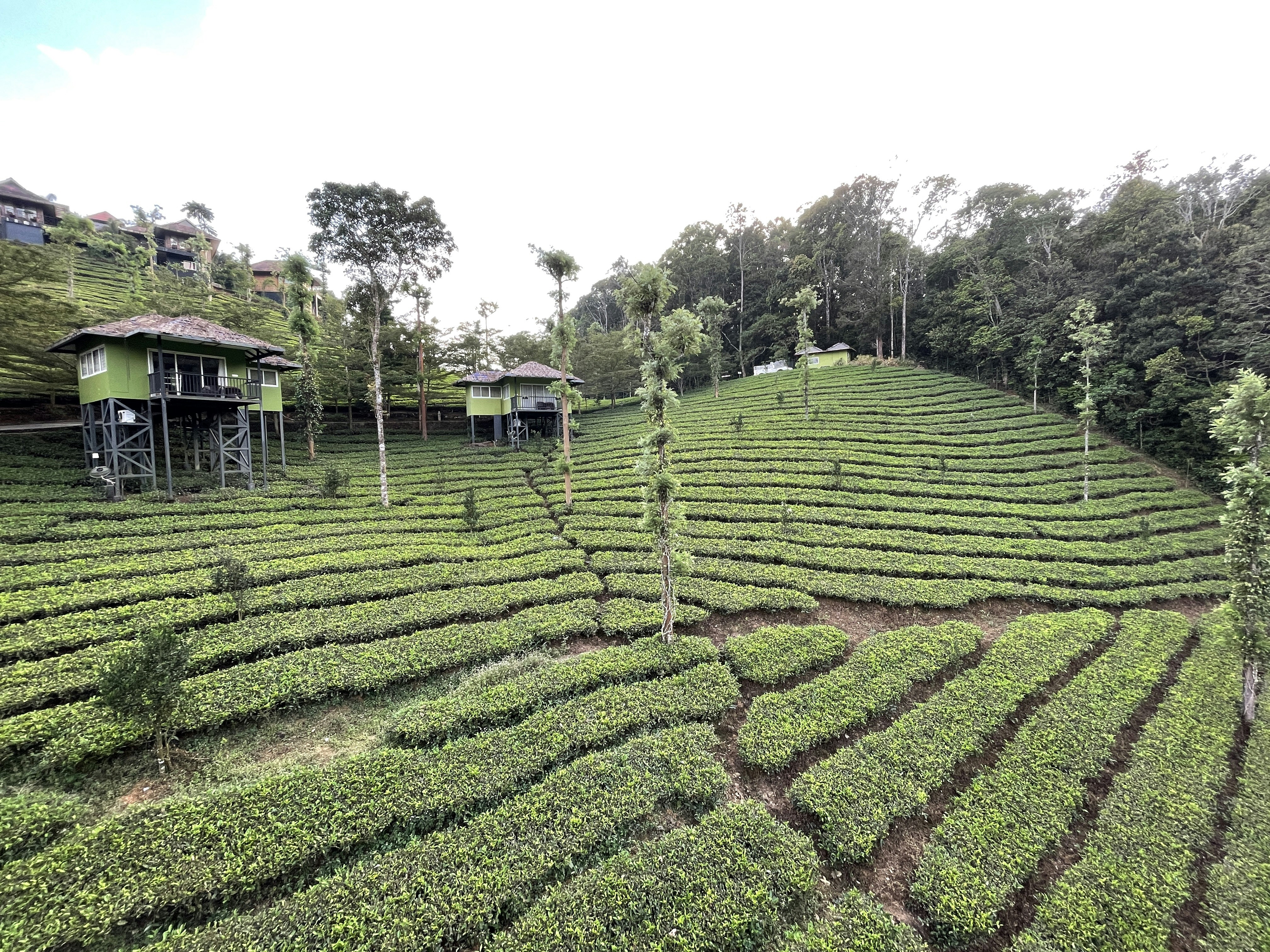 Premium Darjeeling Tea Experience
