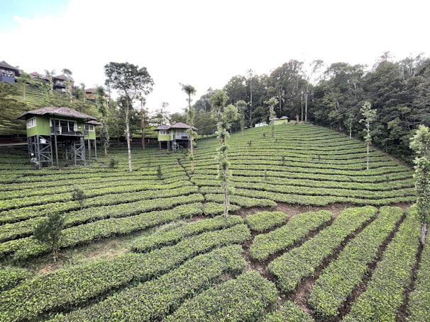 A lush green tea plantation with rows of neatly trimmed bushes stretching across rolling hills. Elevated wooden huts on stilts with green exteriors are nestled among the plantation, surrounded by tall trees and dense forest in the background. The sky is overcast, giving the landscape a serene and quiet atmosphere.