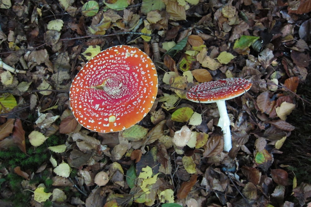 a mushroom growing in the ground