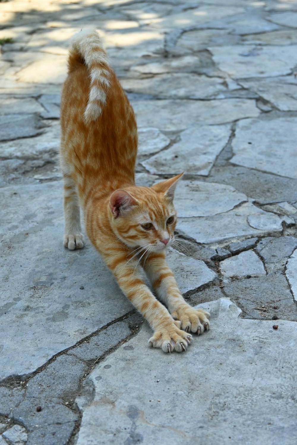 a cat walking on a stone surface