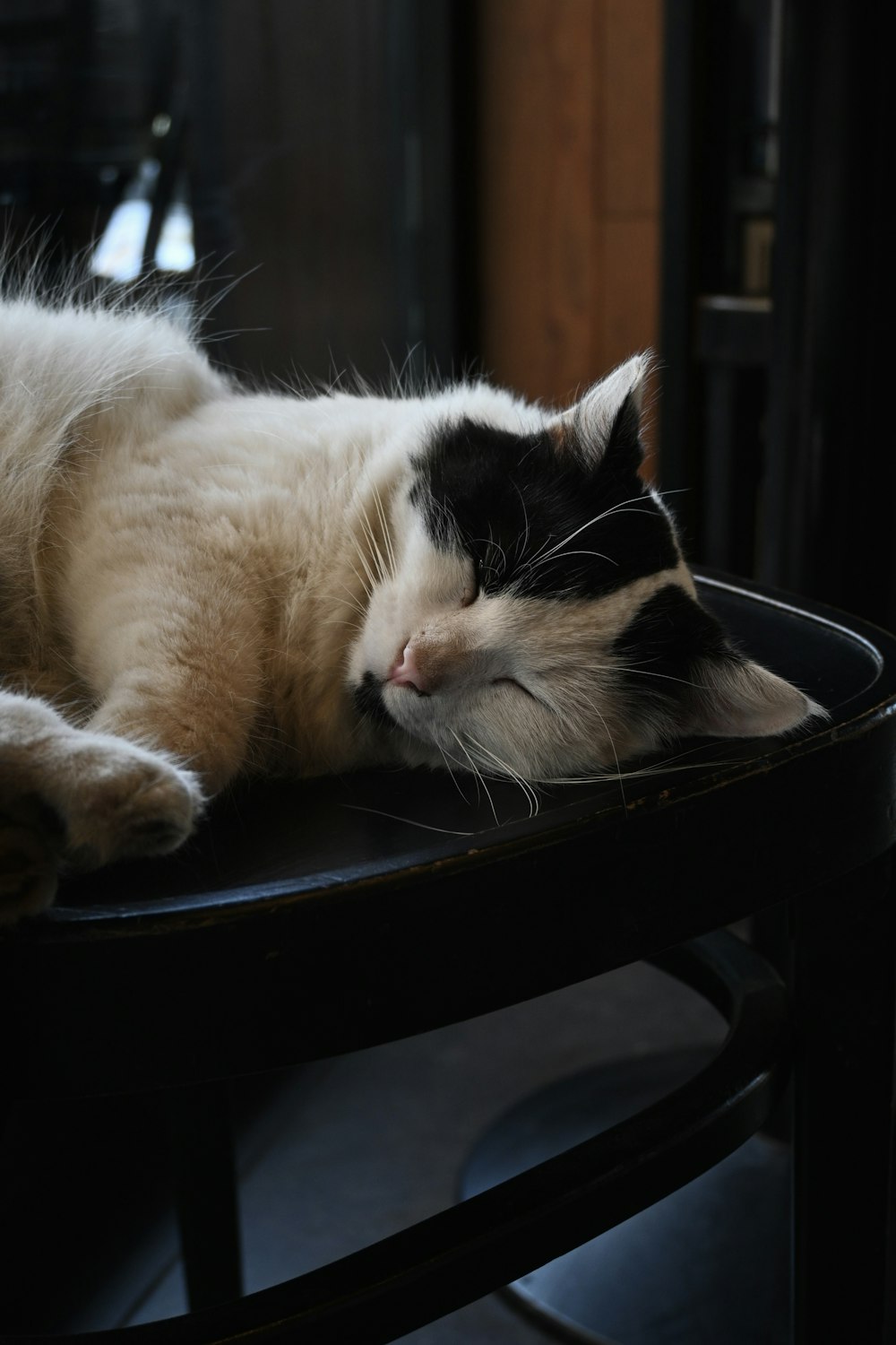 a cat sleeping on a chair