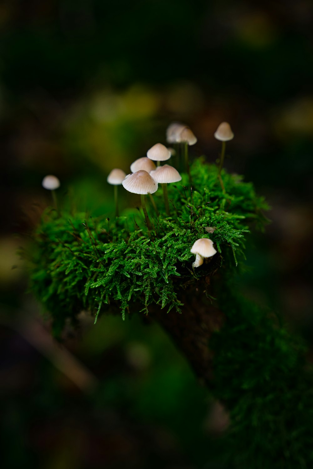 mushrooms growing on a tree