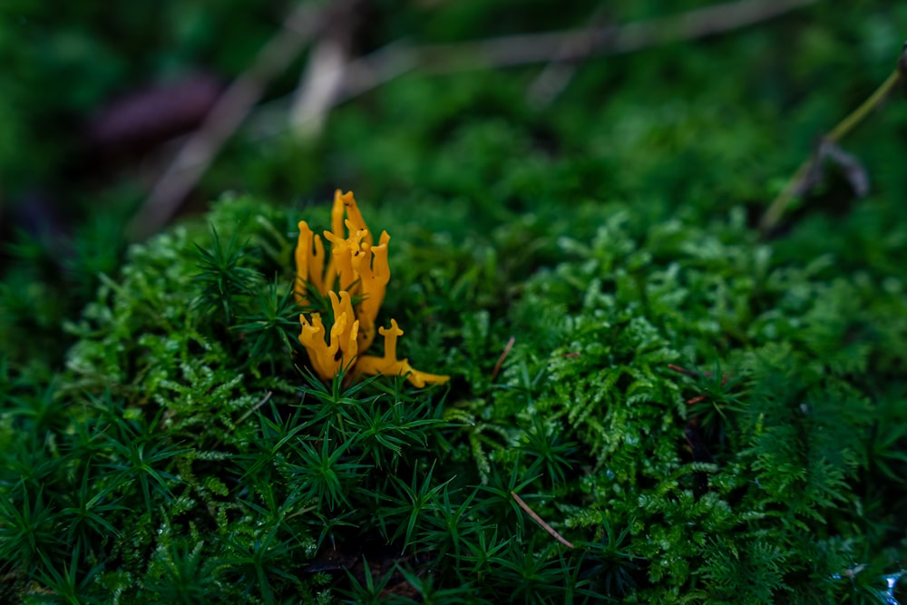 a yellow flower on a tree