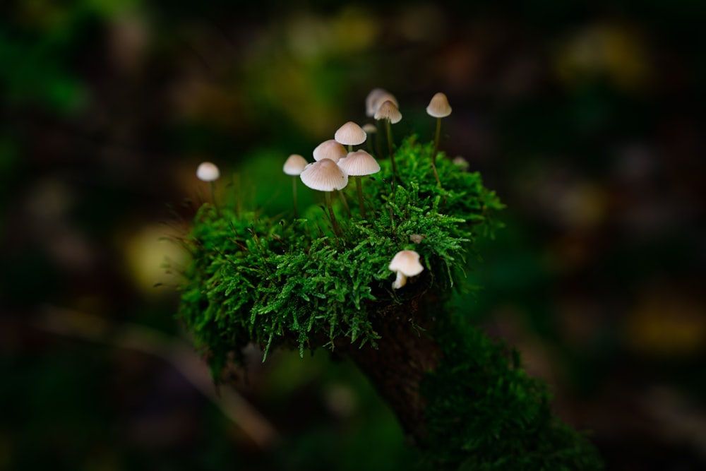 a close-up of some mushrooms