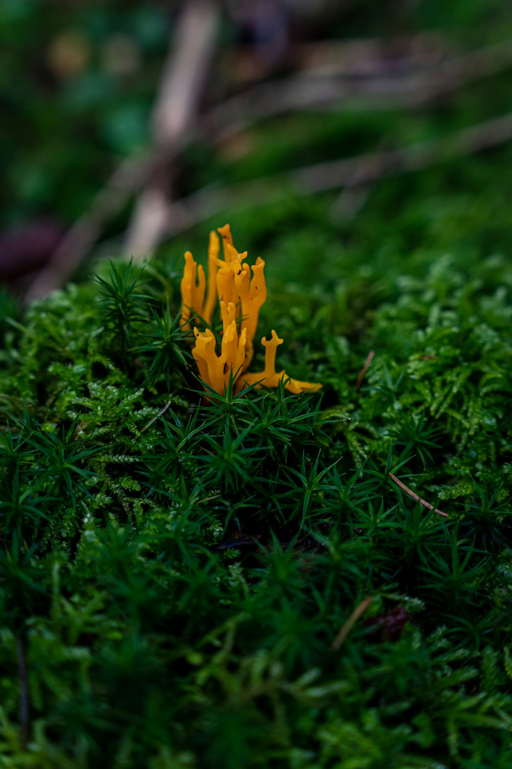 a yellow flower in the grass