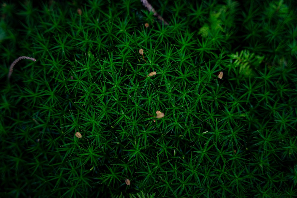 Eine Nahaufnahme von Gras