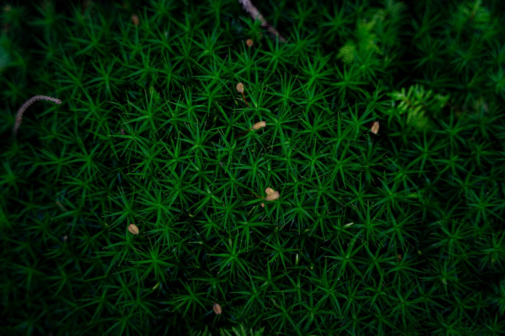 a close up of grass