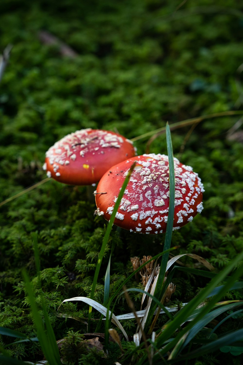a red mushroom with water droplets on it