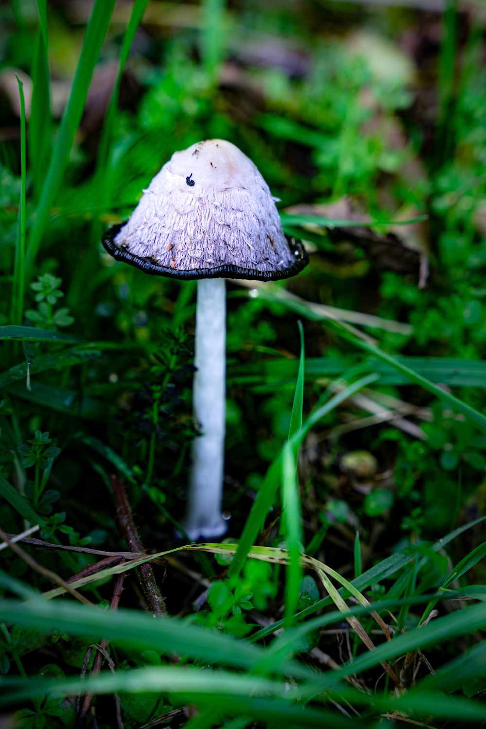 a mushroom growing in the grass