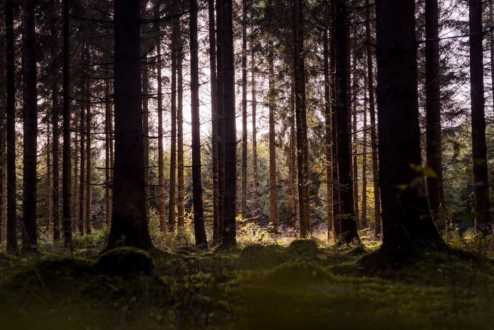 a forest with tall trees