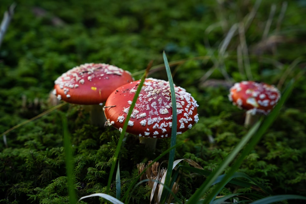 red mushrooms growing in the grass
