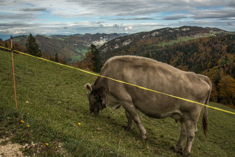 Eine Kuh grast auf einem Hügel