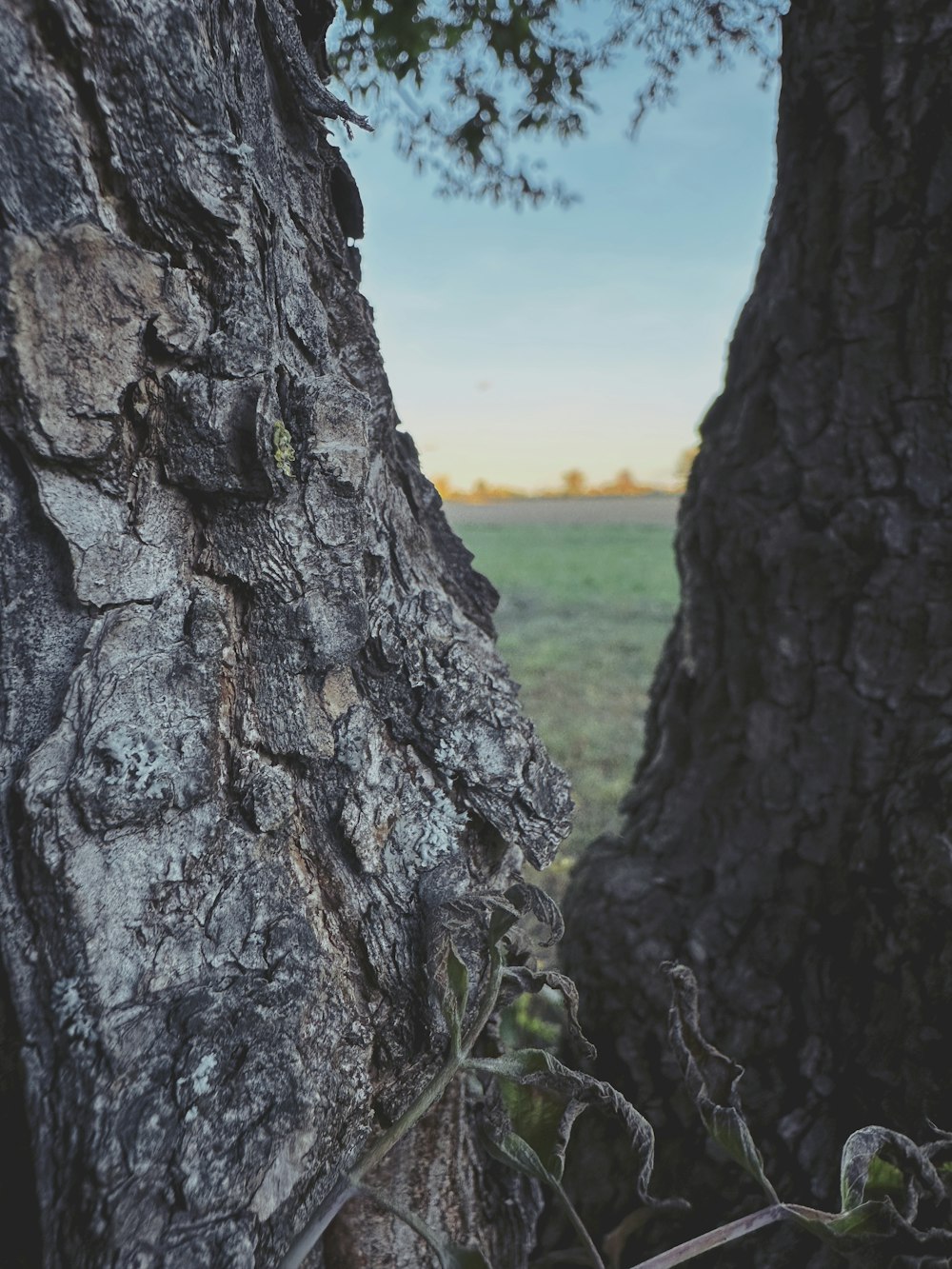a tree trunk with a field in the background