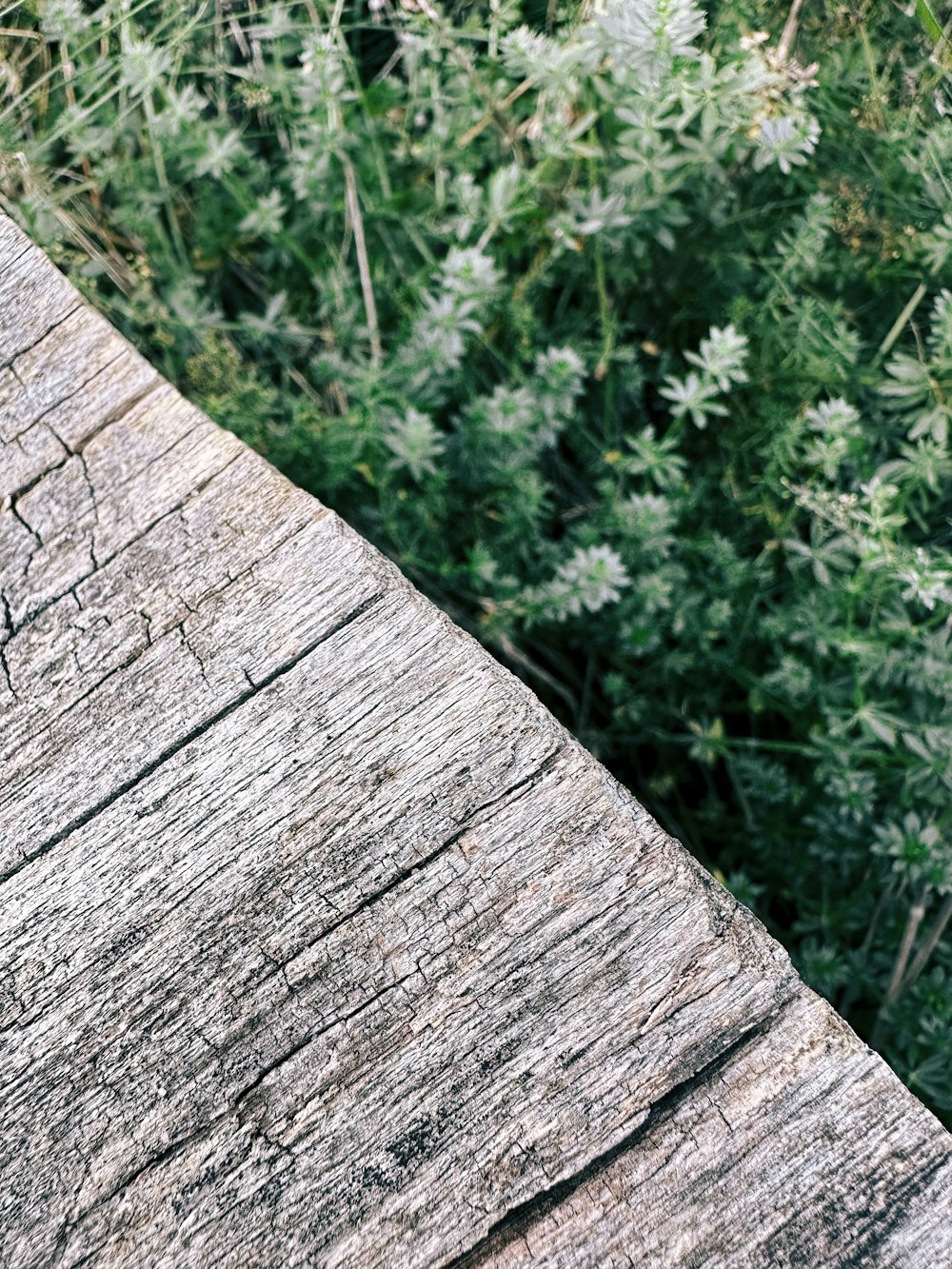 a close up of a tree trunk