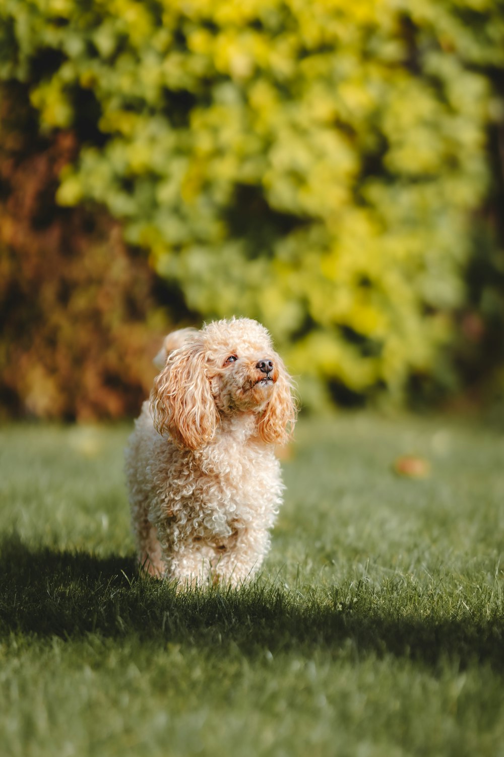 two dogs playing in the grass