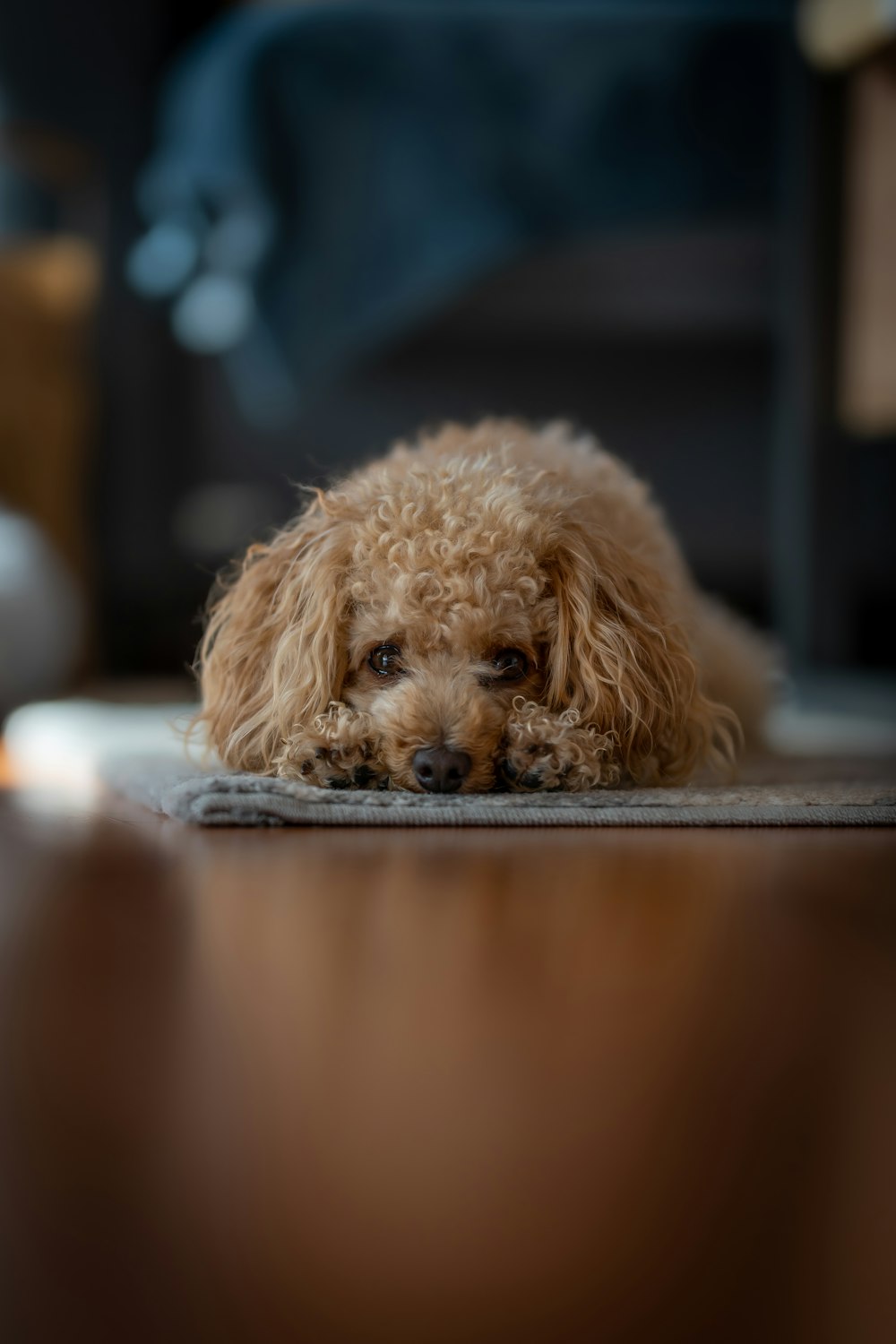 a dog lying on a table