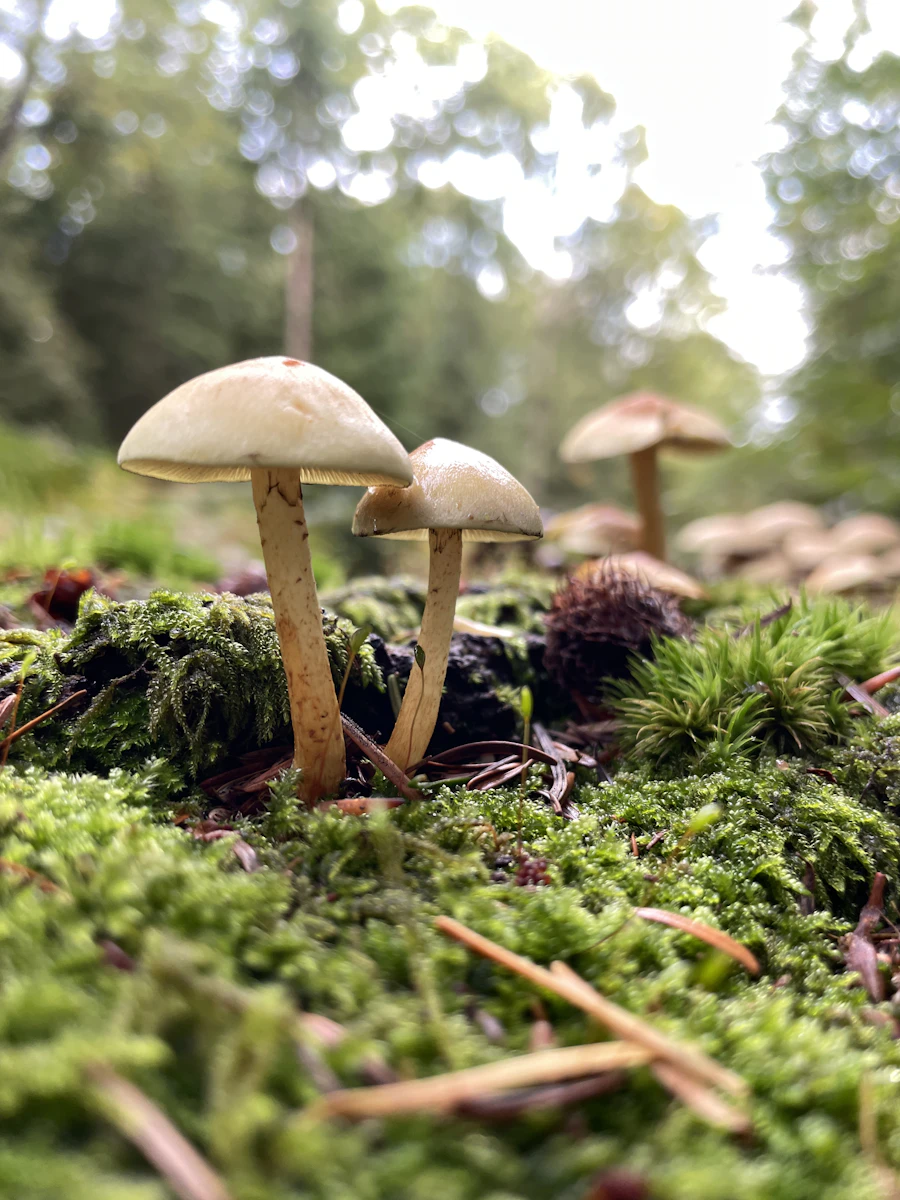 Sendero en un bosque