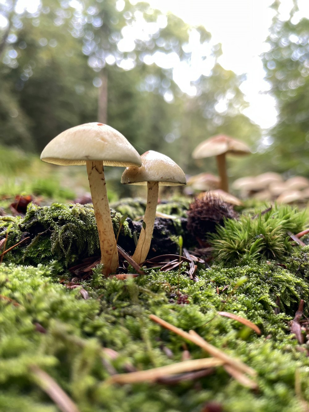 a group of mushrooms growing in a forest