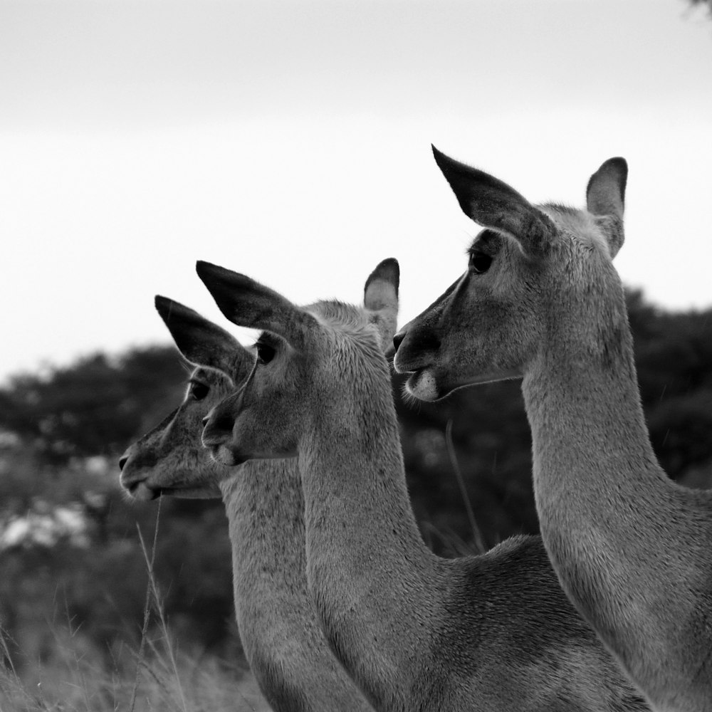 a group of llamas