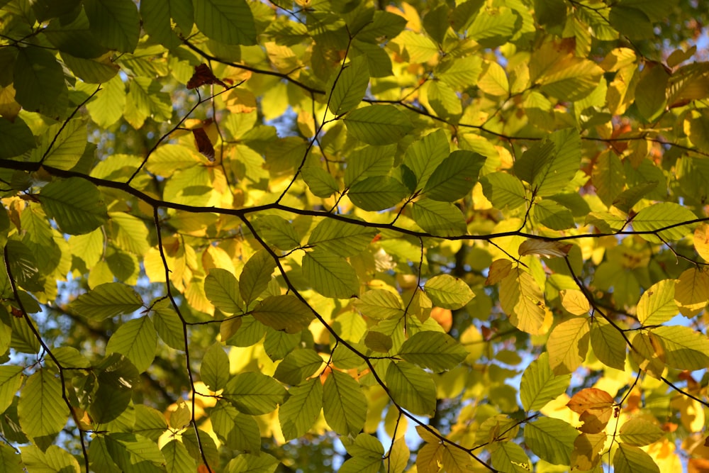 a tree with green leaves