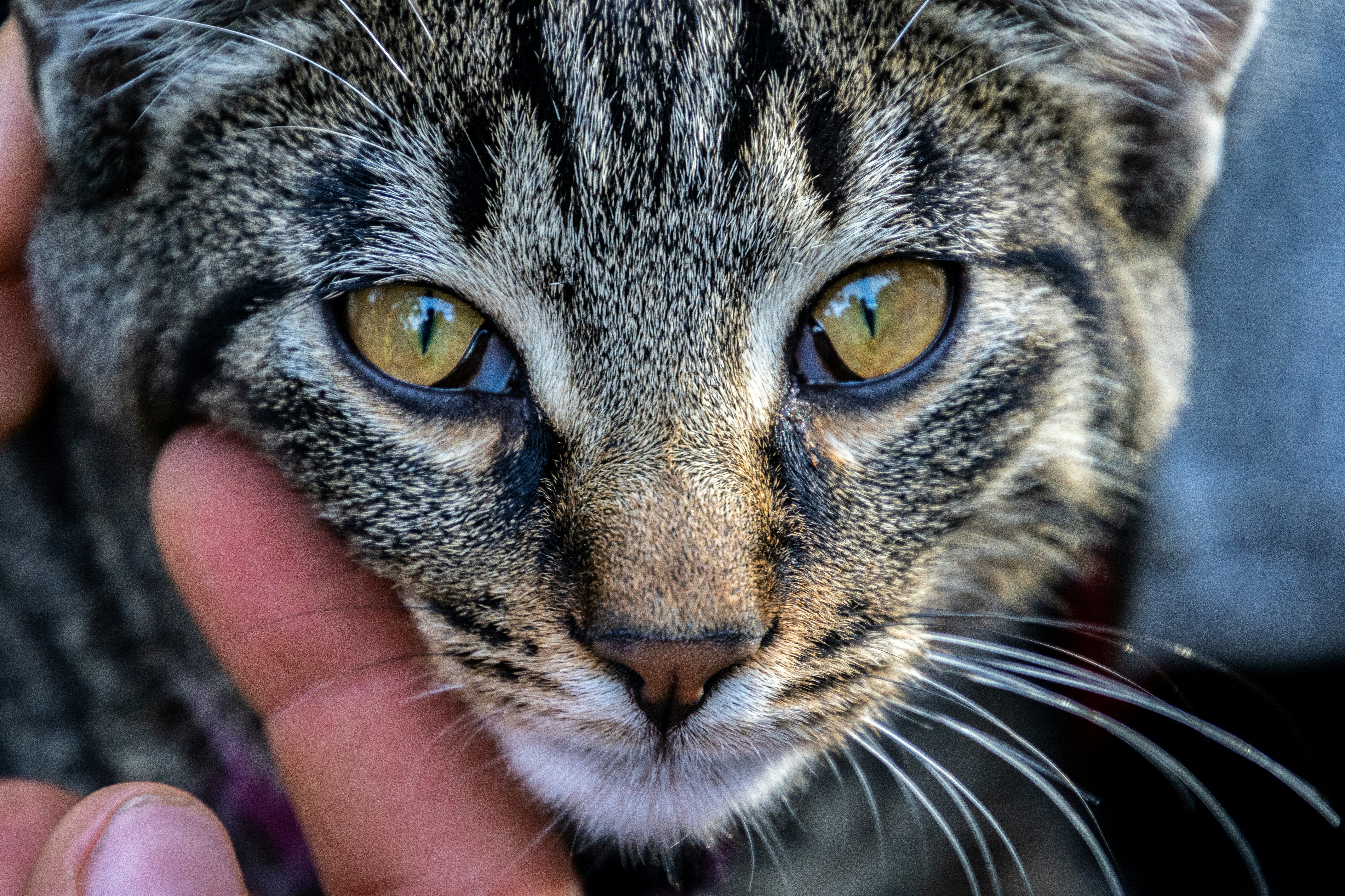 [hikaye] : Oyuncu 5 Warrior Cats Oyunundan yasaklandı