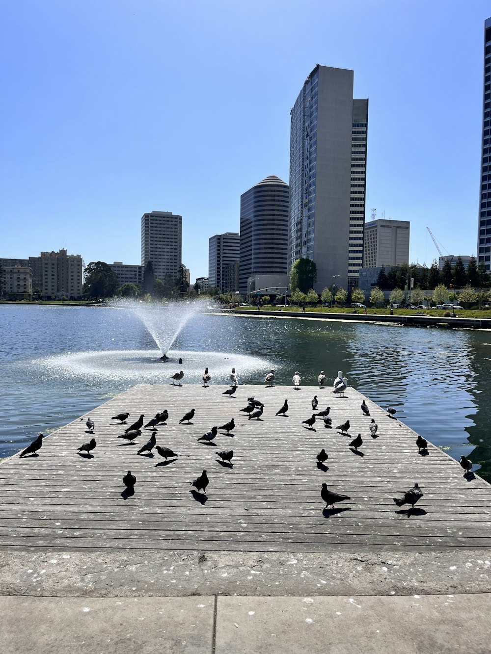 a group of birds on a concrete surface with a fountain in the middle