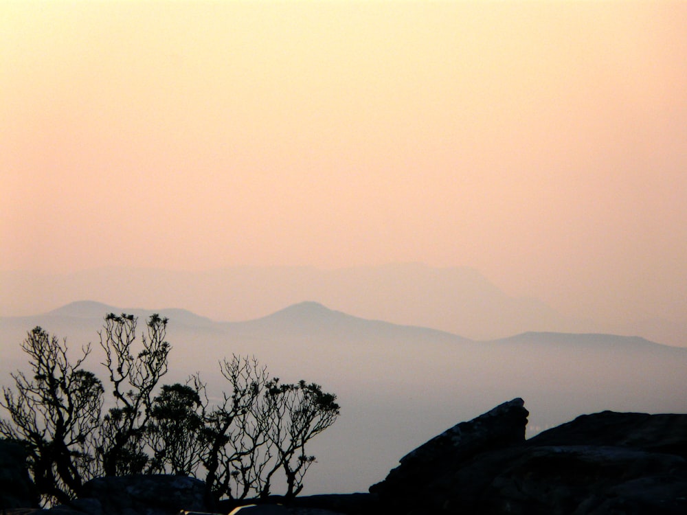 a view of a mountain range and a tree