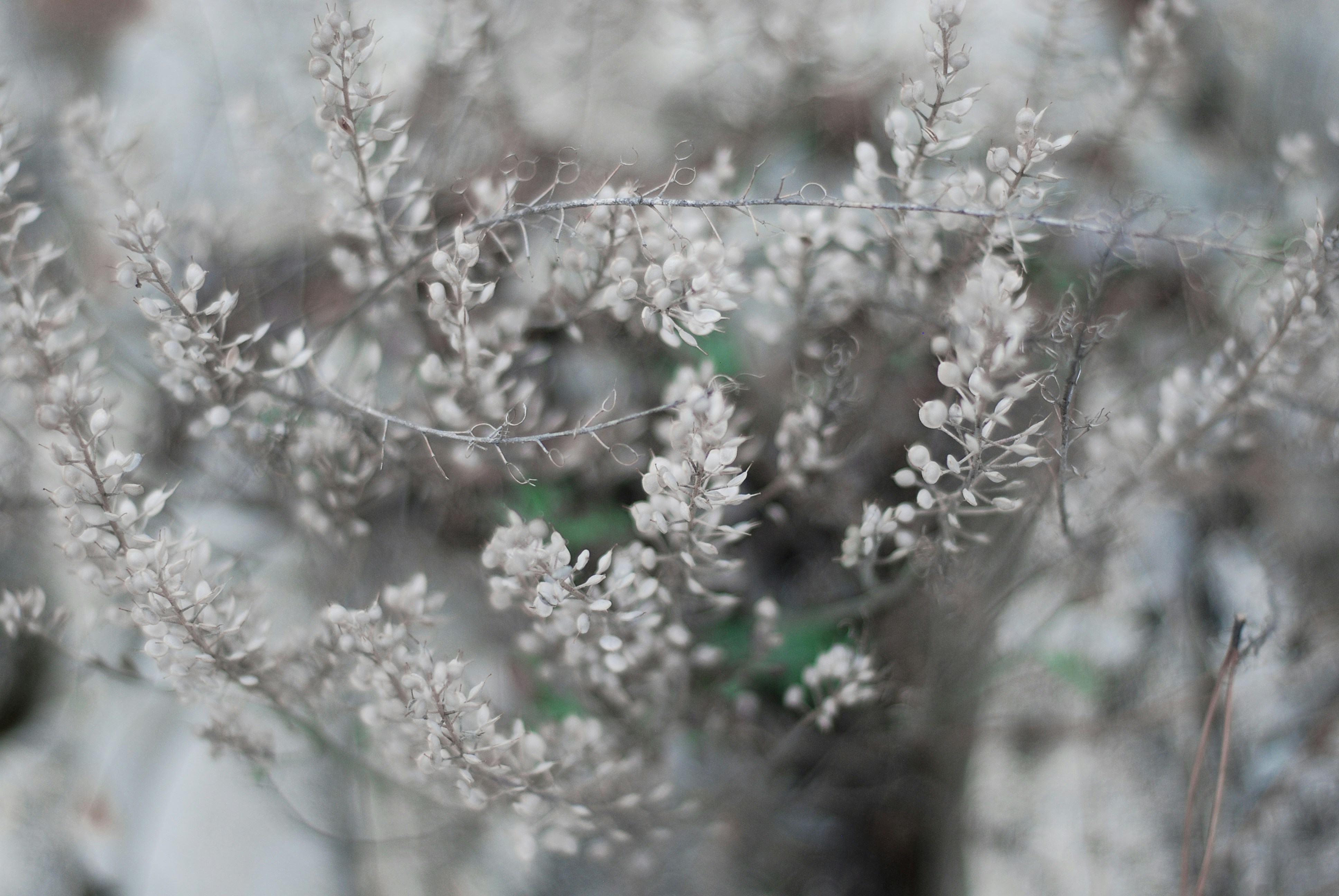 Foto zum Thema Nahaufnahme eines Astes mit weißen Blüten Kostenloses
