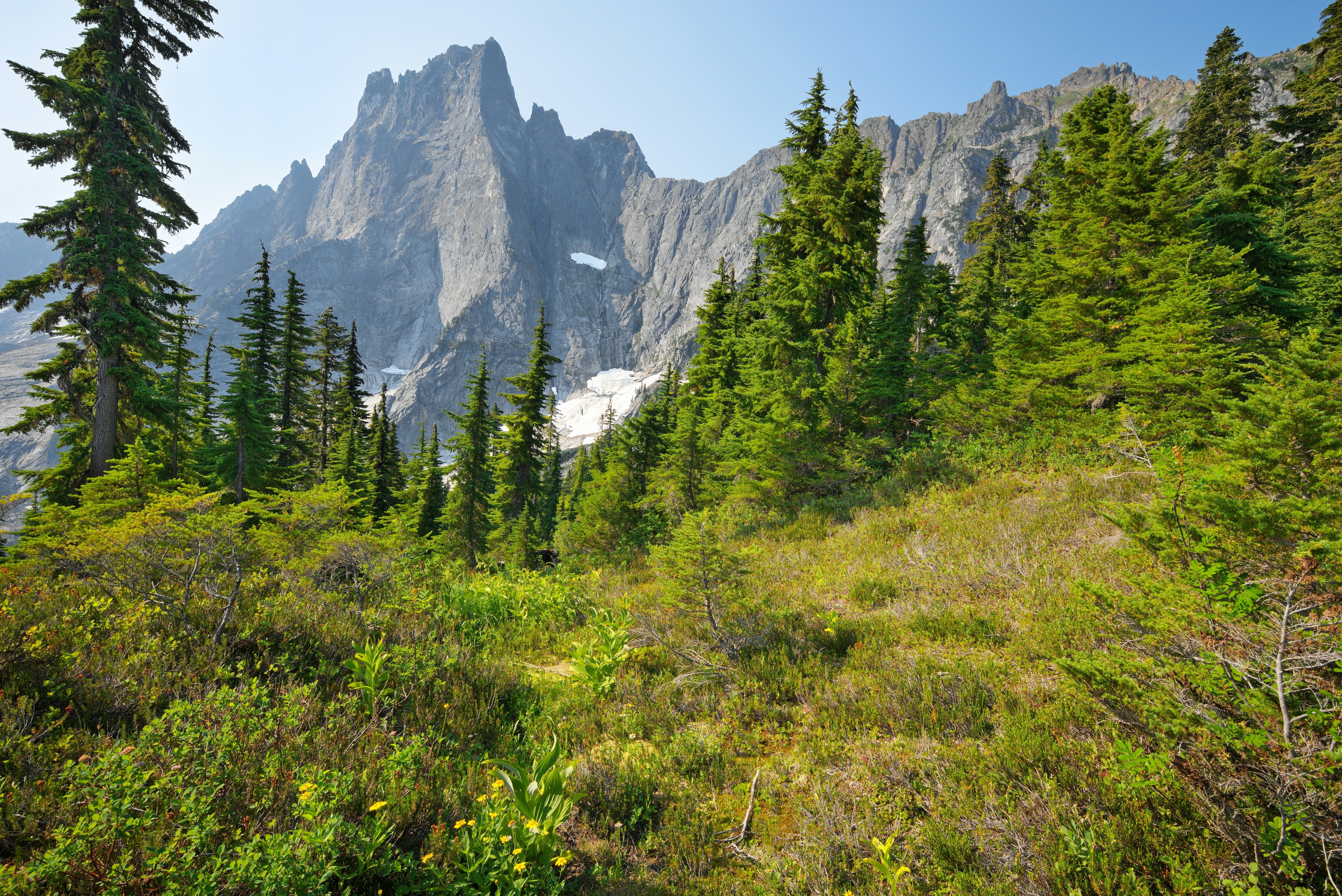 a mountain with trees and bushes