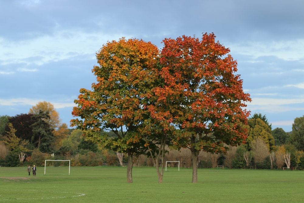 a tree in a field