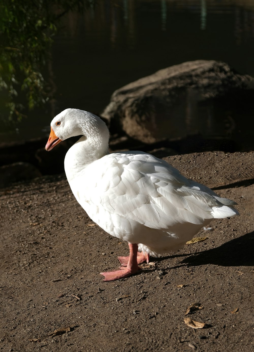 a white duck standing on dirt near water