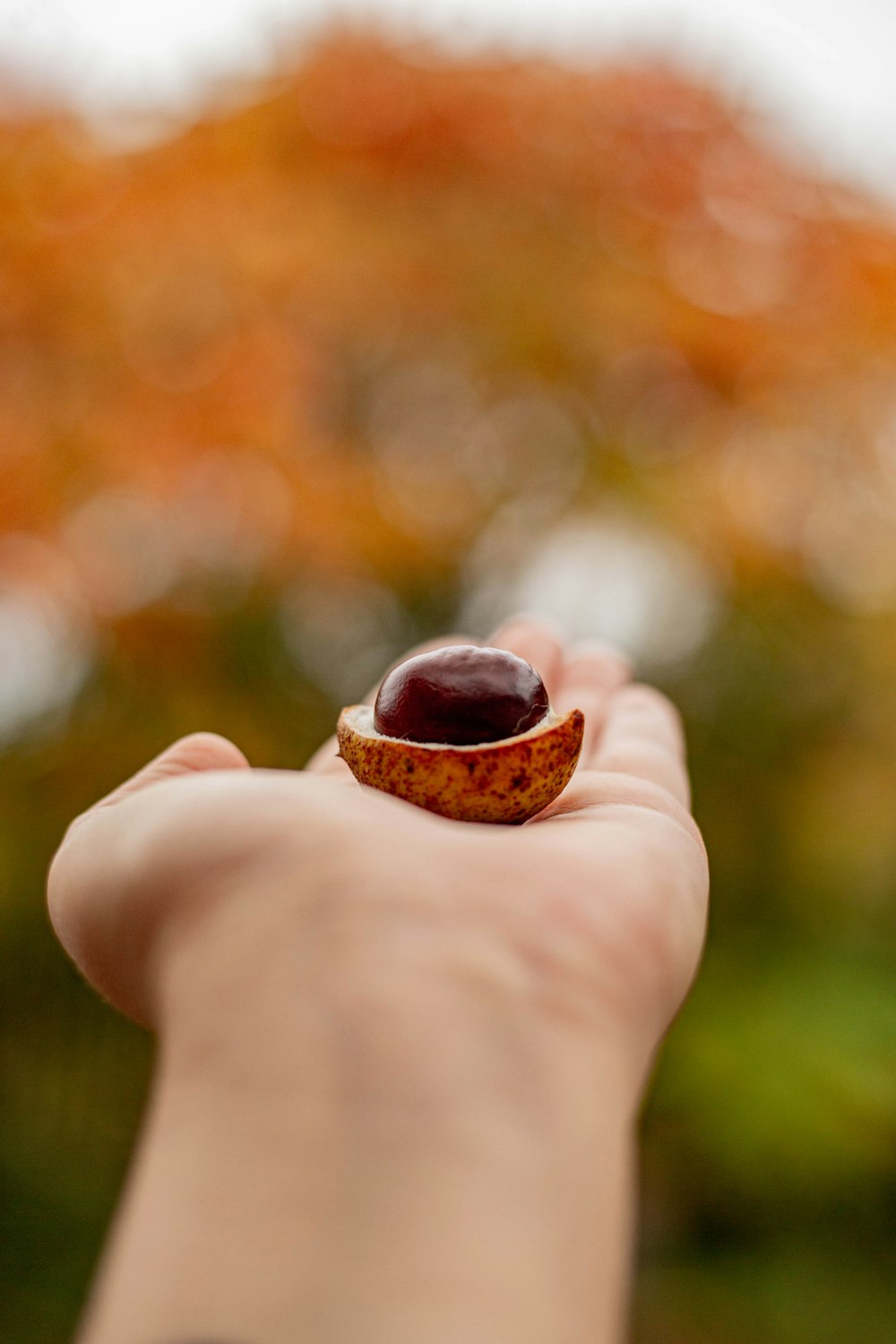 a hand holding a small brown object