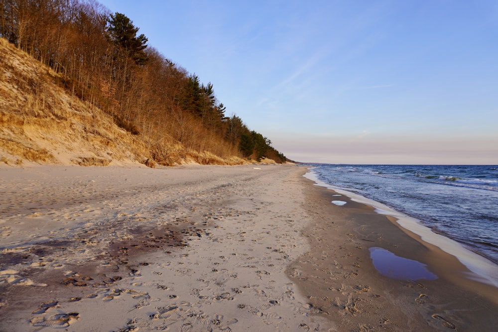 a sandy beach with trees and water