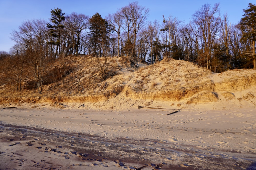 a hill with trees on it