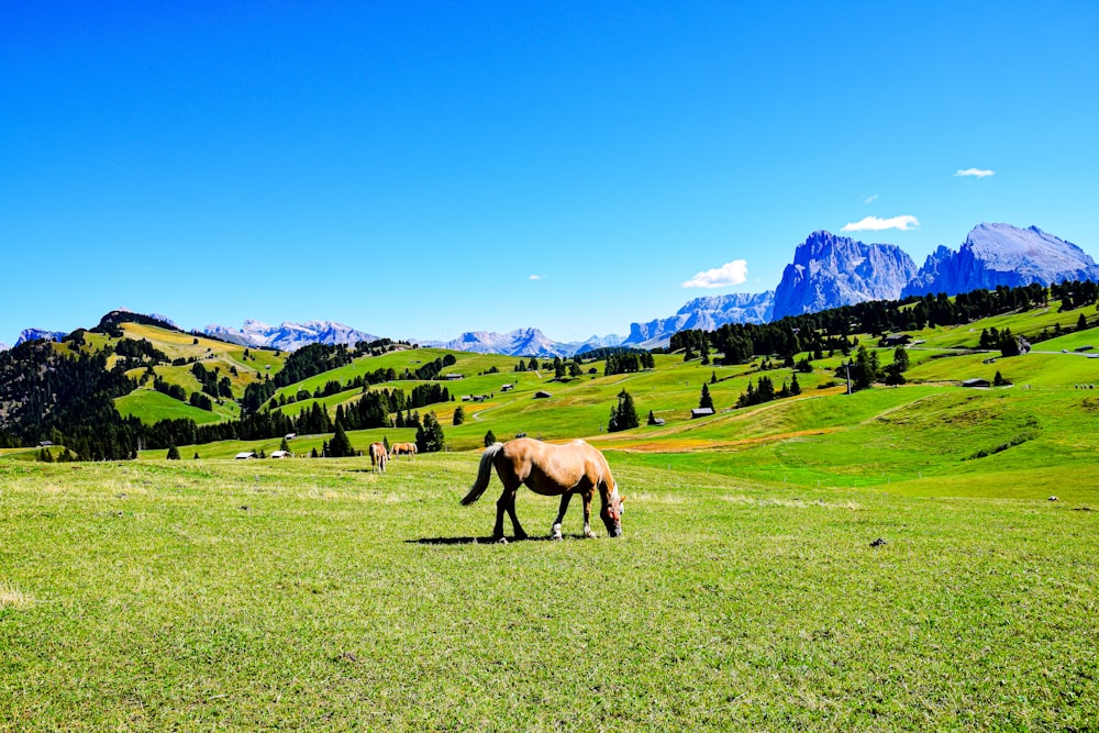 a horse grazing on a field