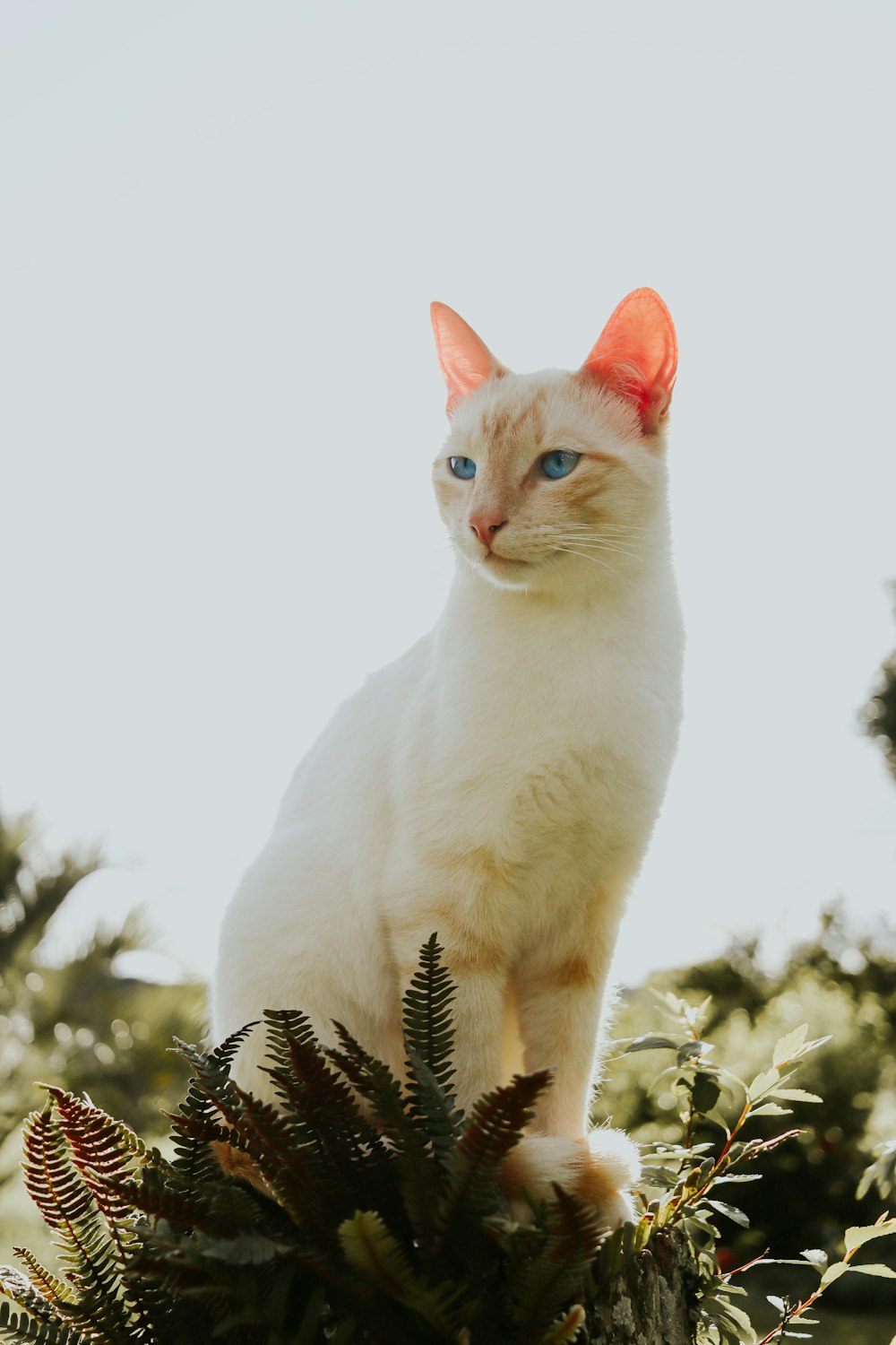 a white cat on a tree branch