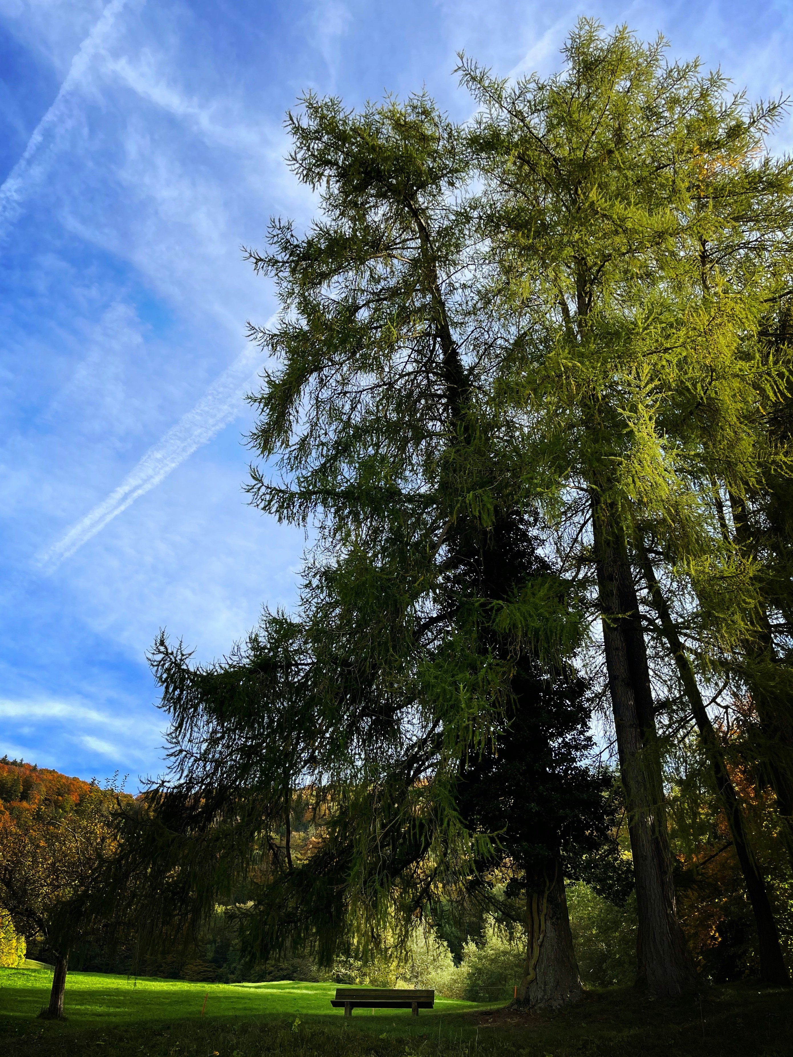 a park with trees