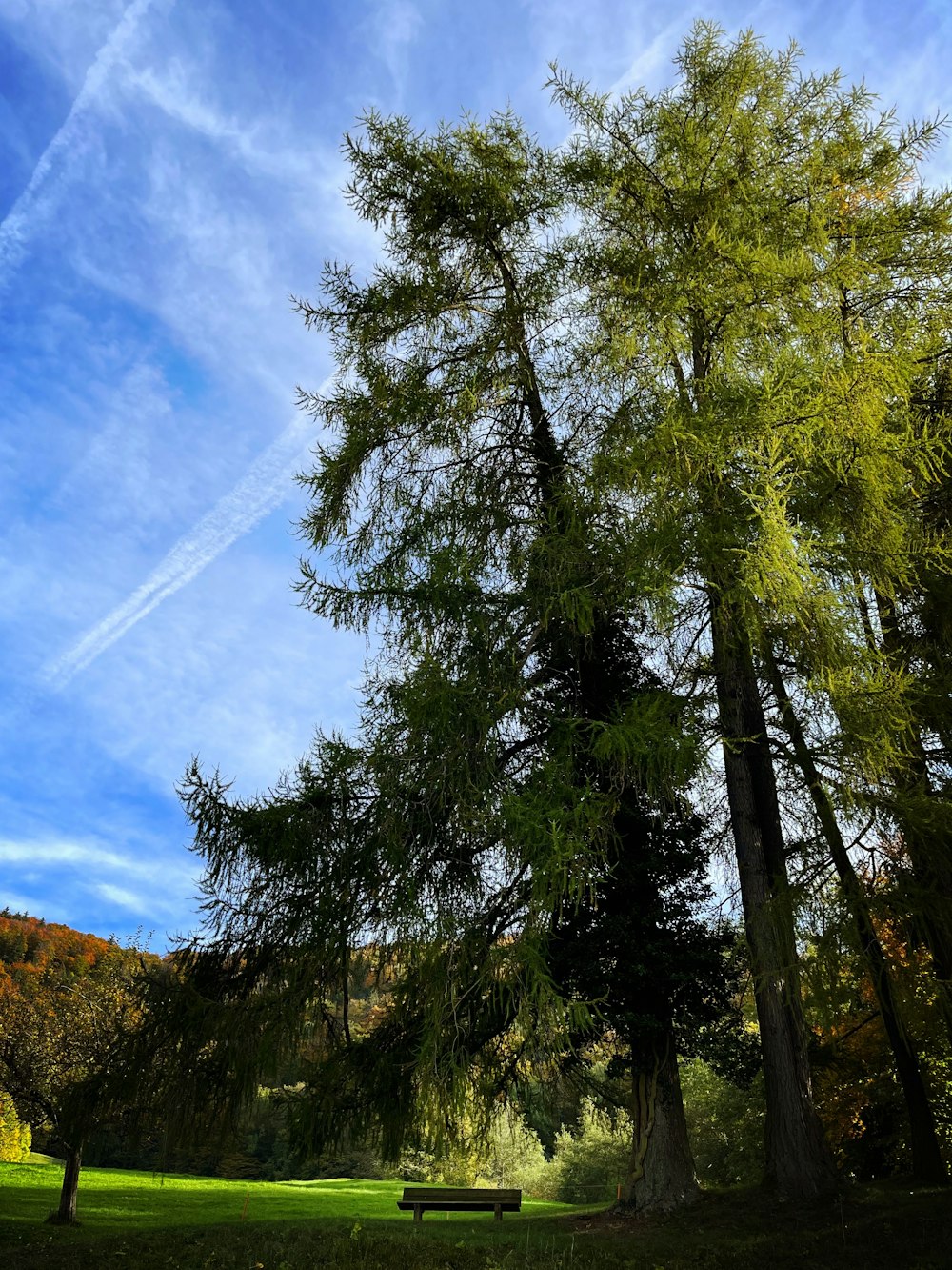 a park with trees