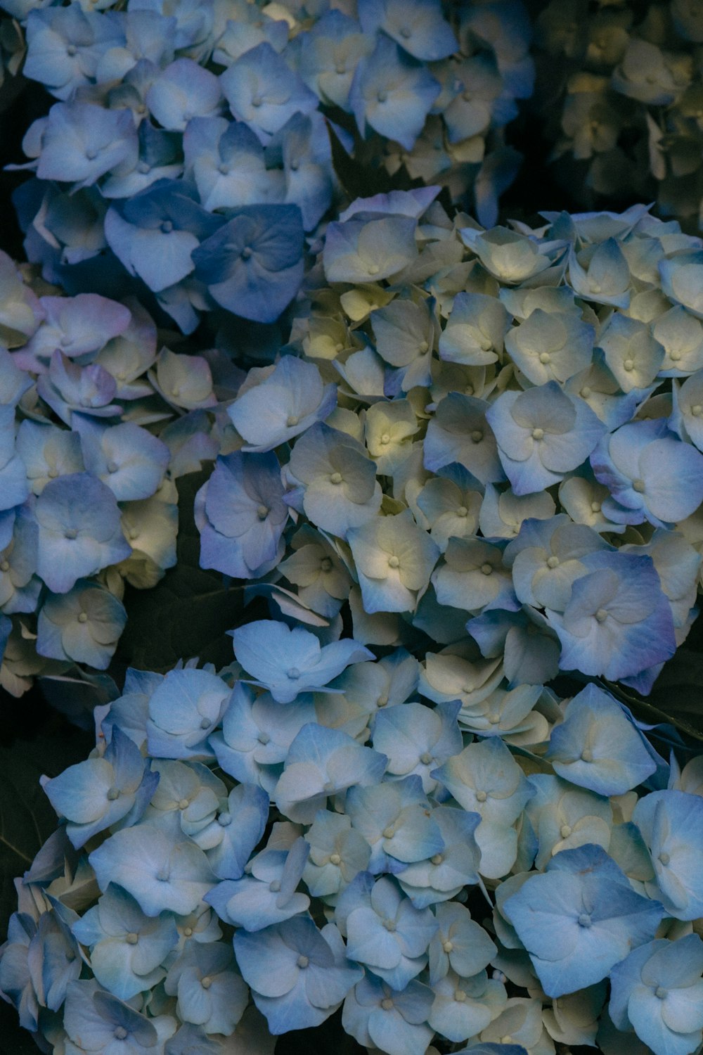 a group of blue flowers