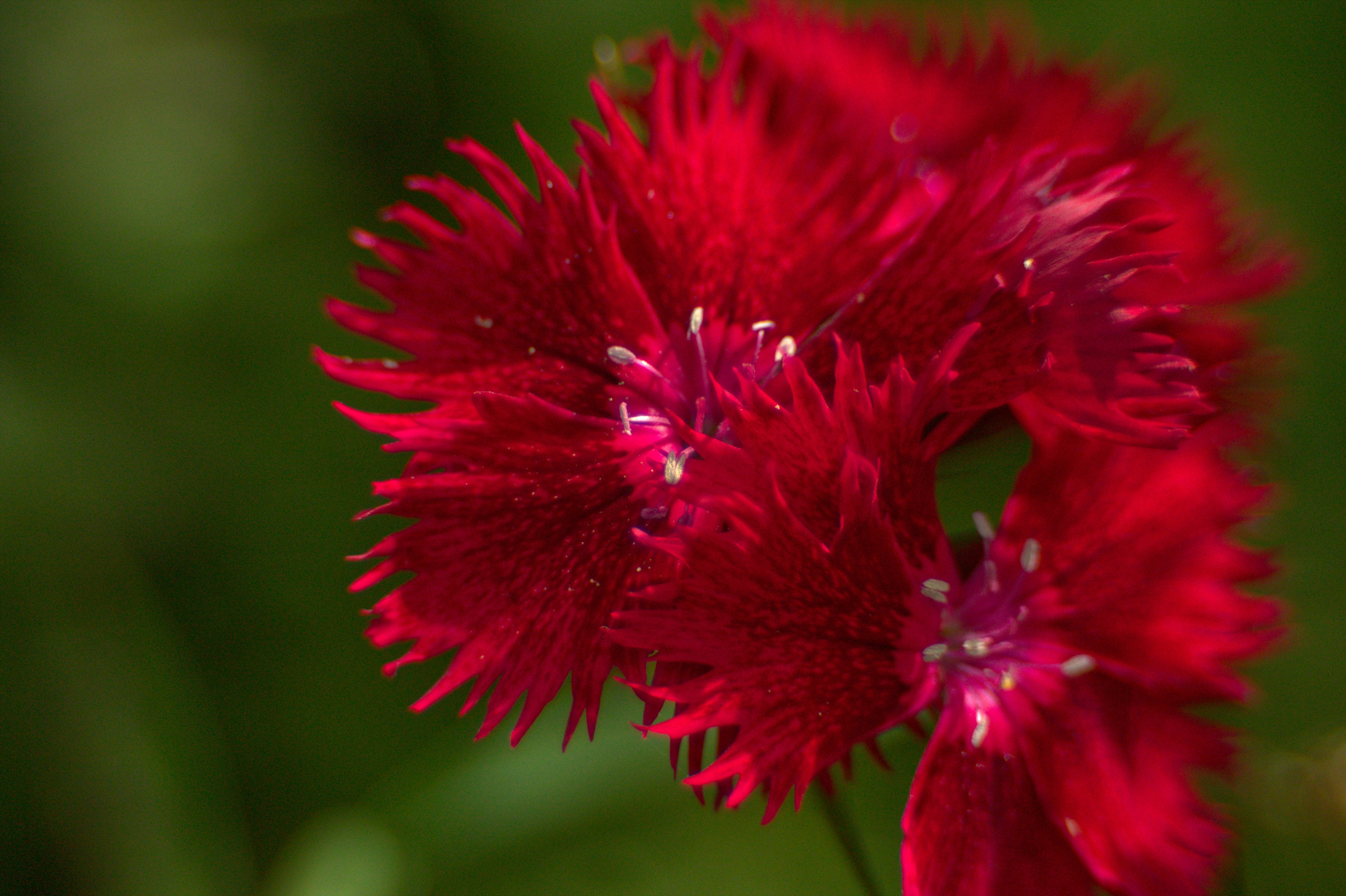 Photo by fidgetingferdie