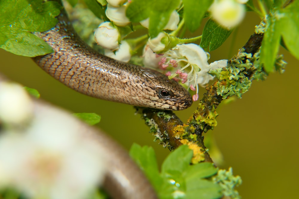 a snake on a branch