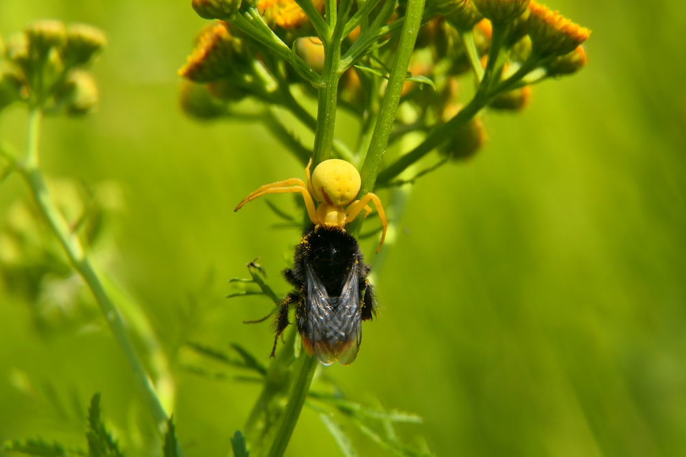a bee on a plant