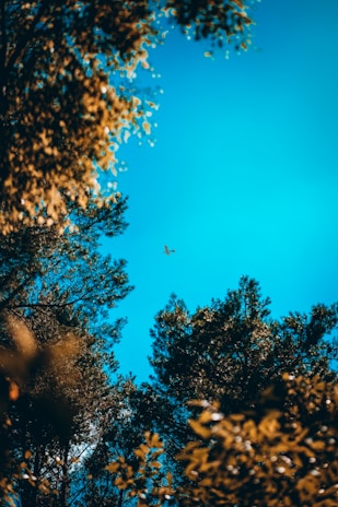 Overhead view of coordinated drone movement above a forest canopy with sunlight filtering through.