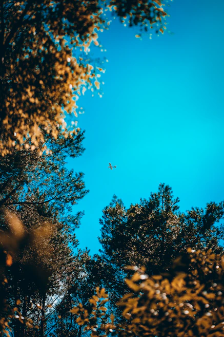 An FPV drone weaving through dense black fir trees with sunlight filtering through the branches.
