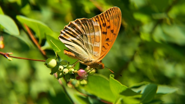 a butterfly on a plant