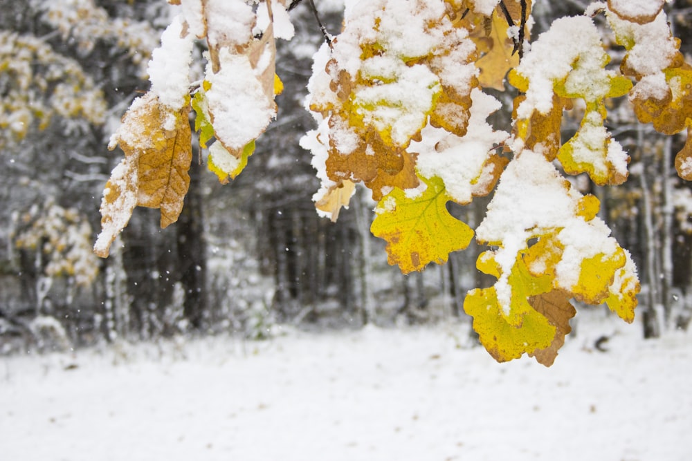 a tree covered in snow