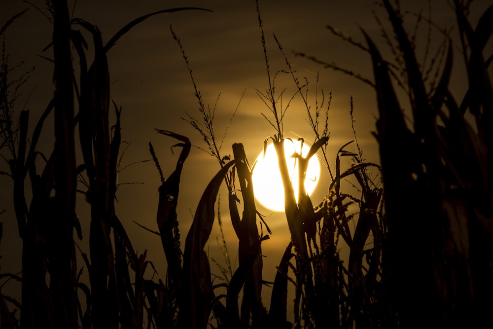 a field of wheat with the sun setting behind it