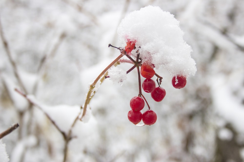a branch with snow on it and berries on it