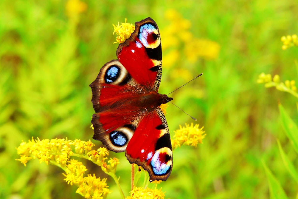 a butterfly on a flower