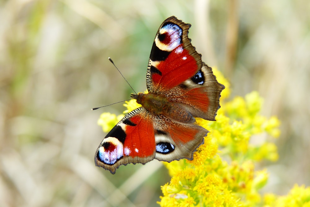 a butterfly on a flower